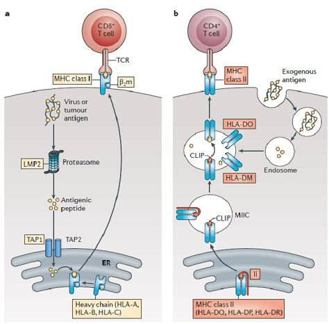 Immunology: MCQs on Antigen Processing and Presentation