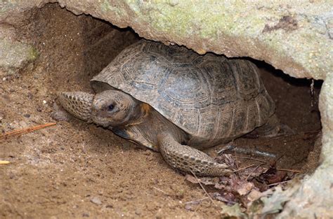 Gopher Tortoise Free Stock Photo - Public Domain Pictures