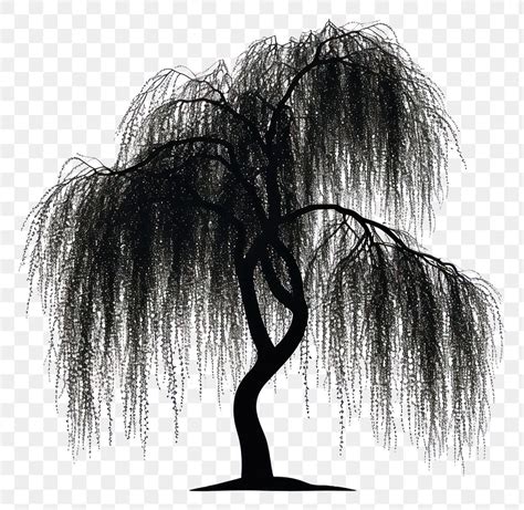 PNG Willow Tree silhouette willow | Premium PNG - rawpixel