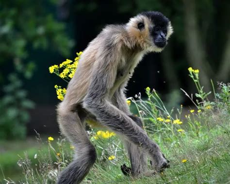 Bornean White-Bearded Gibbon - Facts, Diet, Habitat & Pictures on Animalia.bio