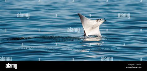 Mobula ray jumping out of the water. Mobula munkiana, known as the ...