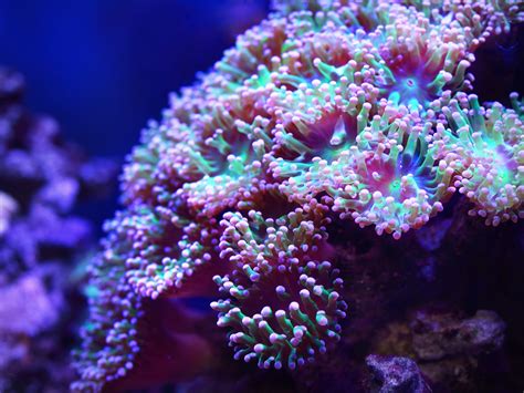 Sea anemones and corals in marine aquarium - The Hague Psychologist