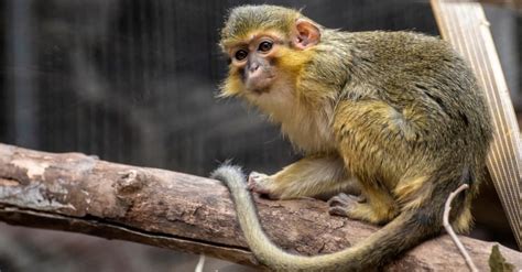 small monkey pet breeds - Tamiko Marquez