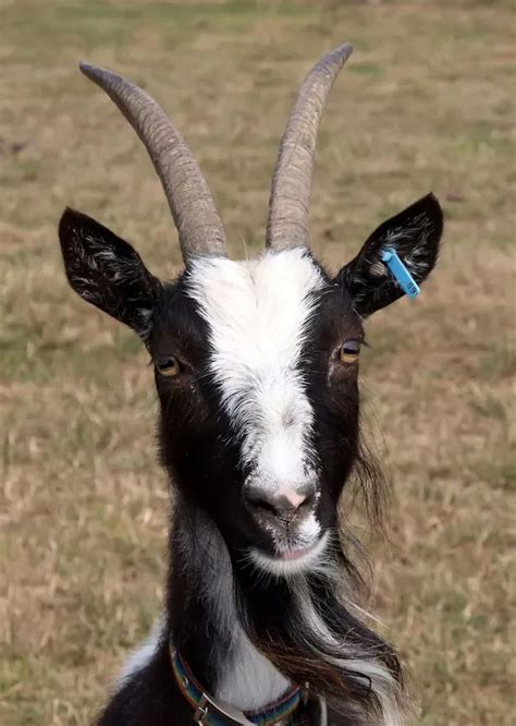 No kidding! Meet the black and white British goats rarer than pandas - Mirror Online