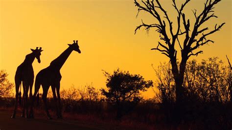 Safari Wallpapers - Wallpaper Cave