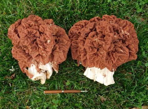 30 Best Red Morel Mushrooms - Best Recipes Ideas and Collections