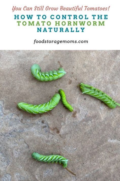 How to Control the Tomato Hornworm Naturally - Food Storage Moms