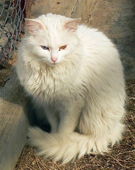 Turkish Angora Cat Info, Personality, Kittens, Pictures