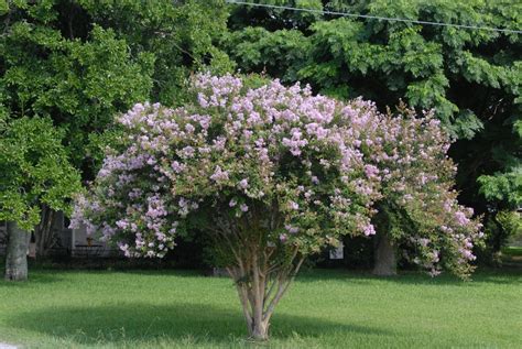 Lagerstroemia indica (Common Crape Myrtle, Crape Flower, Crape Myrtle, Crepe Myrtle, Indian ...