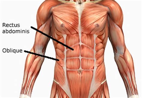 Rectus Abdominis - Function, Action, Origin and Insertion