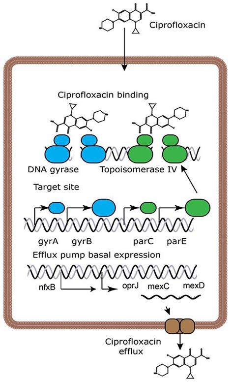 Frontiers | The resistance mechanisms of bacteria against ciprofloxacin and new approaches for ...