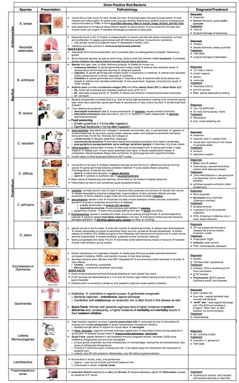 Gram Positive Rod Bacteria Table - CodeHealth