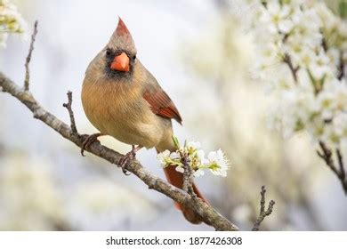 4,134 Female Cardinal Feather Images, Stock Photos & Vectors | Shutterstock