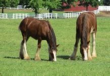 Horses Grazing Free Stock Photo - Public Domain Pictures