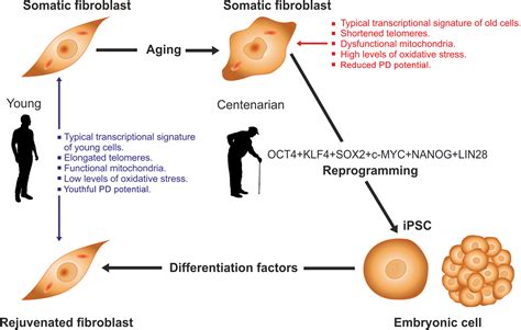 Rejuvenation by cell reprogramming: a new horizon in gerontology | Stem ...