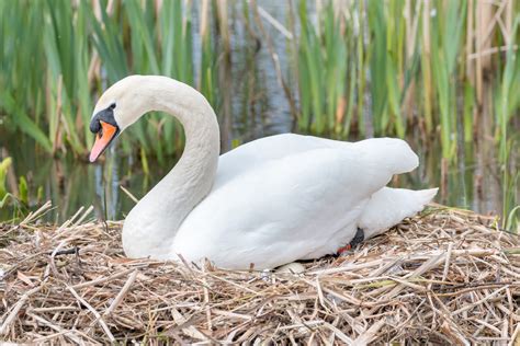 20200622 Swan sitting in a nest | Inquirer Technology