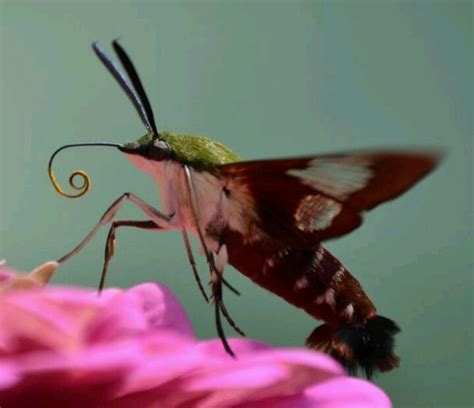 Hummingbird Hawk Moth on Pink Flower