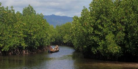 Penjelasan Hutan Bakau Dapat Menjaga Keseimbangan Alam