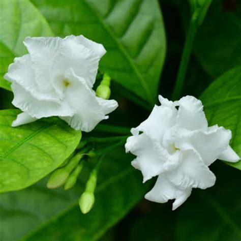 Crape Layered Jasmine - Santhi Online Plants Nursery