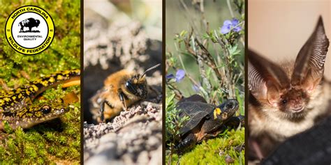 Hidden Wildlife: Getting to Know A Few of NC’s Most Elusive Wildlife ...