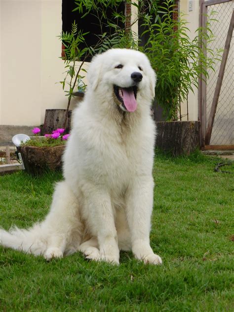 Friendly Kuvasz dog photo and wallpaper. Beautiful Friendly Kuvasz dog pictures