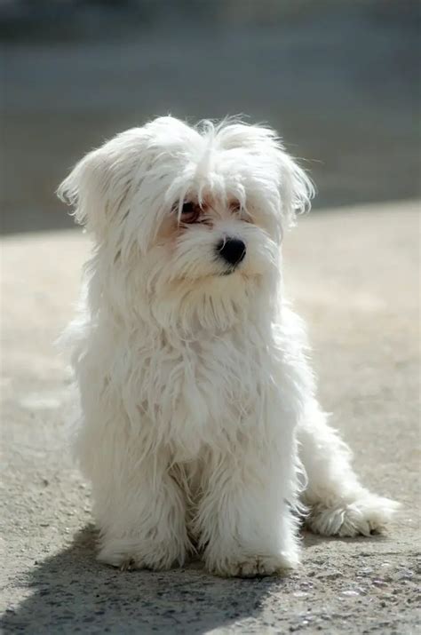 The Best Non-Shedding Small Dogs! - 10 Hypoallergenic Dog Breeds