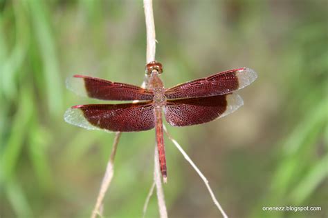 Tropical Nature Photos: Red Dragonfly