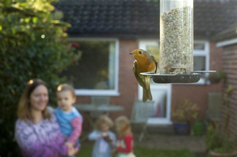 Big Garden Birdwatch 2023: How to take part in the RSPB's birdwatching ...