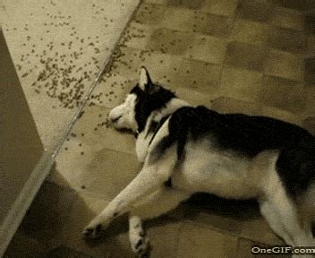 Sleeping Dog GIFs - Find & Share on GIPHY