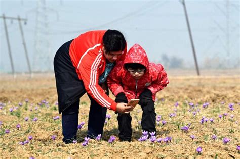 When Kashmir Fields Turned Saffron - Rediff.com India News