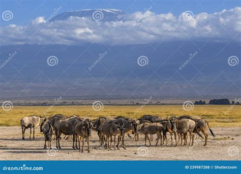 Wildebeest Herd Against the Backdrop of Kilimanjaro at Amboseli National Park, Kenya Stock Photo ...