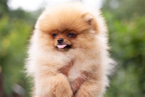 Beautiful Orange Dog - Pomeranian Spitz. Puppy Pomeranian Dog Cute Pet Happy Smile Playing in ...