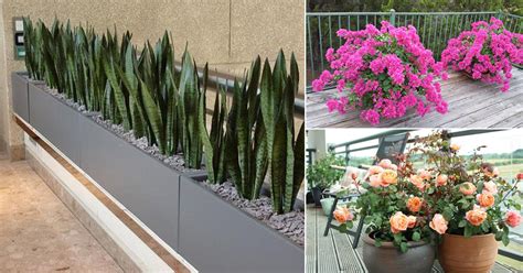 16 Best Terrace Plants | Roof Garden Plants You Should Grow