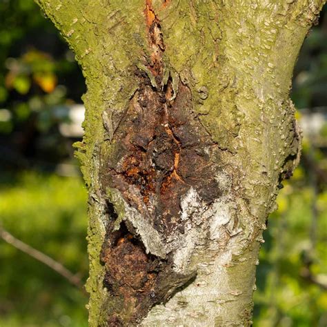 Top 10 Tree Diseases (And What to Do About Them) | Birds and Blooms