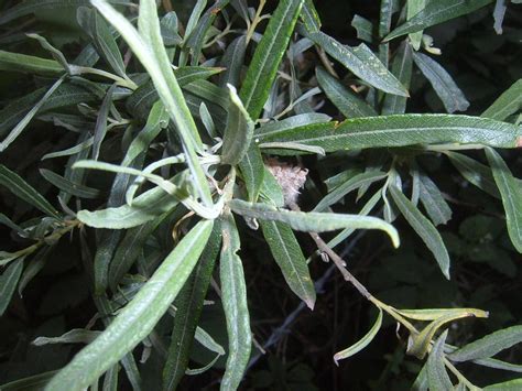 White Willow Tree Leaf Identification | Magic Nature