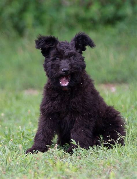 Cute little one #pumi #pumidog | Pumi dog, Dog training tools, Dog breeds