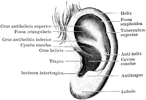 Outer Surface of Pinna | ClipArt ETC