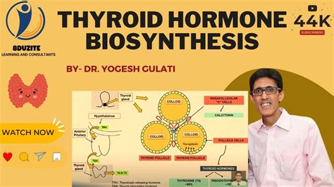 Thyroid Hormone Biosynthesis - YouTube