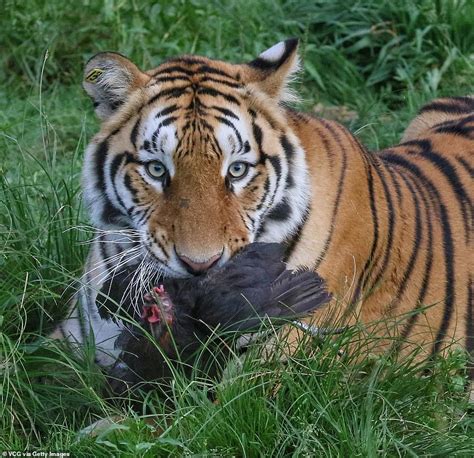 Roar-some! Breathtaking photographs show a group of Siberian tigers chase a helpless bird during ...