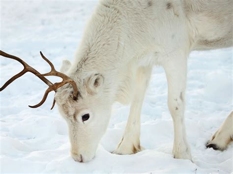 Rare White Reindeer Seen in Norway