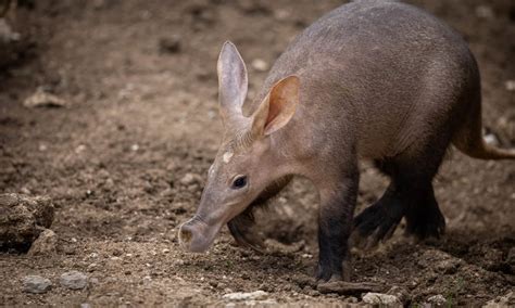 Baby Aardvark: 10 Pictures and 6 Amazing Facts - A-Z Animals