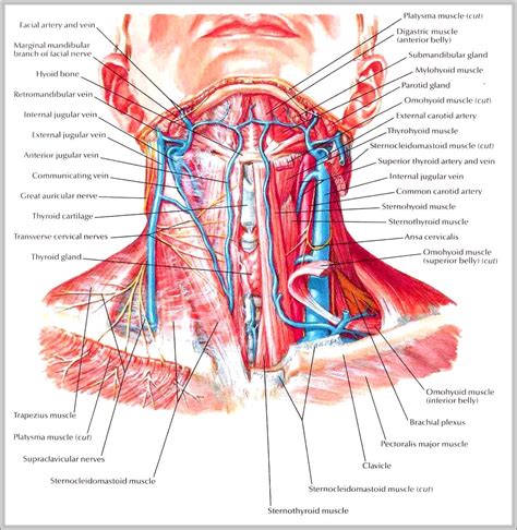 Nerves of the neck - Graph Diagram