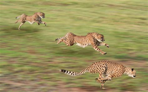 cheetahs in action - Cheetah Photo (37678507) - Fanpop