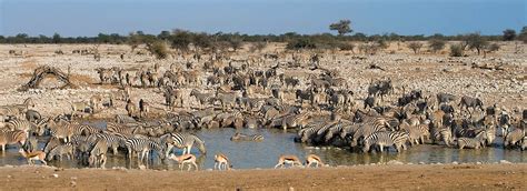 5-five-5: Etosha National Park (Namibia)