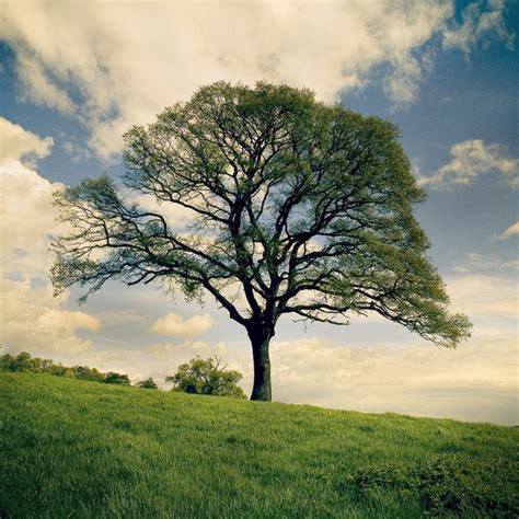 40 Naturally Beautiful Photos of Trees | PSDFan