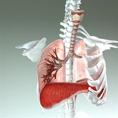 3d model respiratory