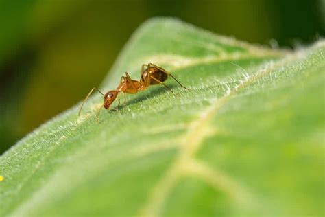 Dealing With Ants In Your Garden | The Indoor Gardens