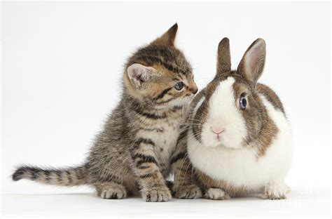 caterville — Kittens and Bunnies