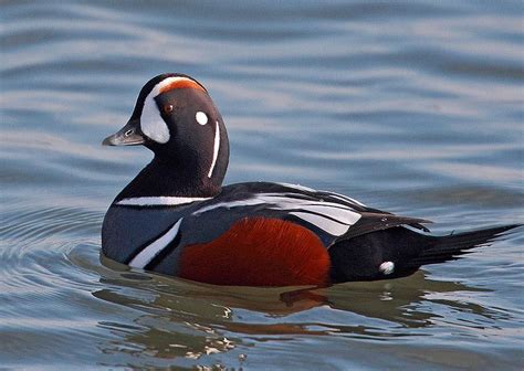 harlequin ducks | male harlequin duck see what i mean regardless the | Animales, Aves, Fotos de aves