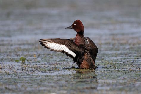 Ferruginous Duck - Miroslav Photography